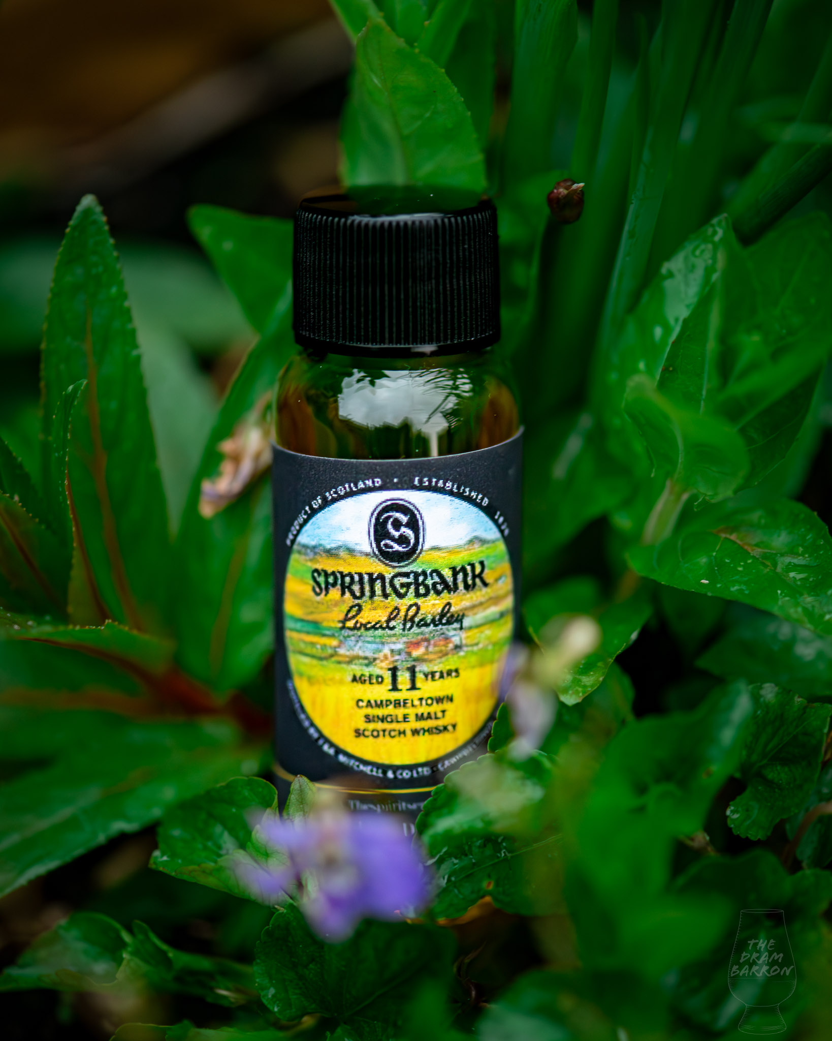 Springbank Local Barley 11 year old Whisky 55.1%&nbsp;abv