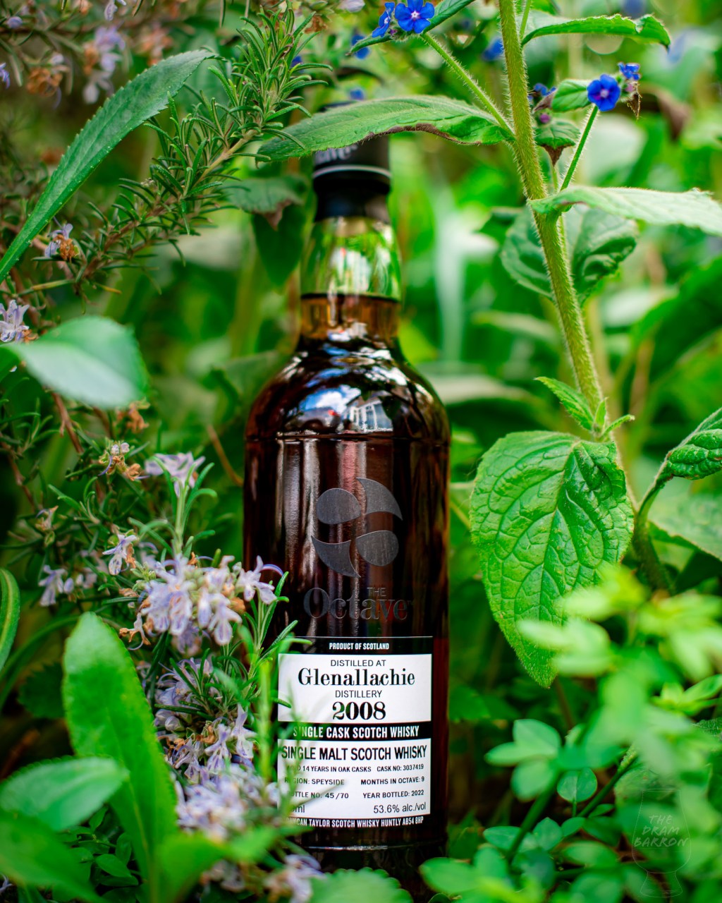 Glenallachie 2008 14 Year Old – Duncan Taylor The Octave Whisky 53.6% abv